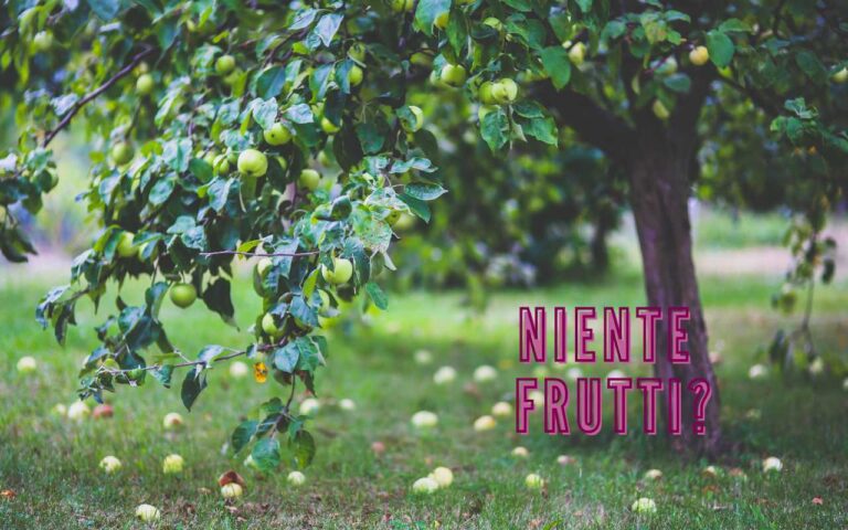 Alberi da frutto che non producono: ecco il motivo