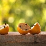 Piante repellenti per zanzare in giardino, ideali per allontanare questi insetti fastidiosi.