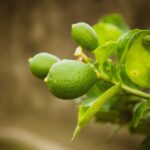 Limoni maturi su una pianta in vaso, simbolo di coltivazione domestica.