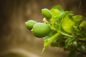 Limoni maturi su una pianta in vaso, simbolo di coltivazione domestica.