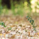 Piante con foglie ingiallite e cadute, simbolo di stress o malattia vegetale.