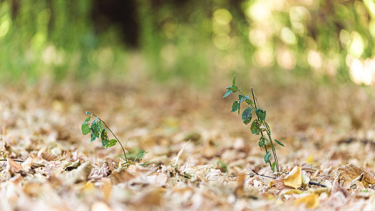 Piante con foglie ingiallite e cadute, simbolo di stress o malattia vegetale.