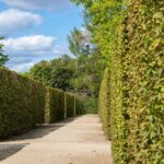 Siepe in cattivo stato, evidenziando foglie secche e crescita stentata, simbolo di problemi comuni.