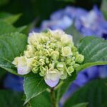 Ortensie potate in modo errato, senza fiori visibili, in un giardino.