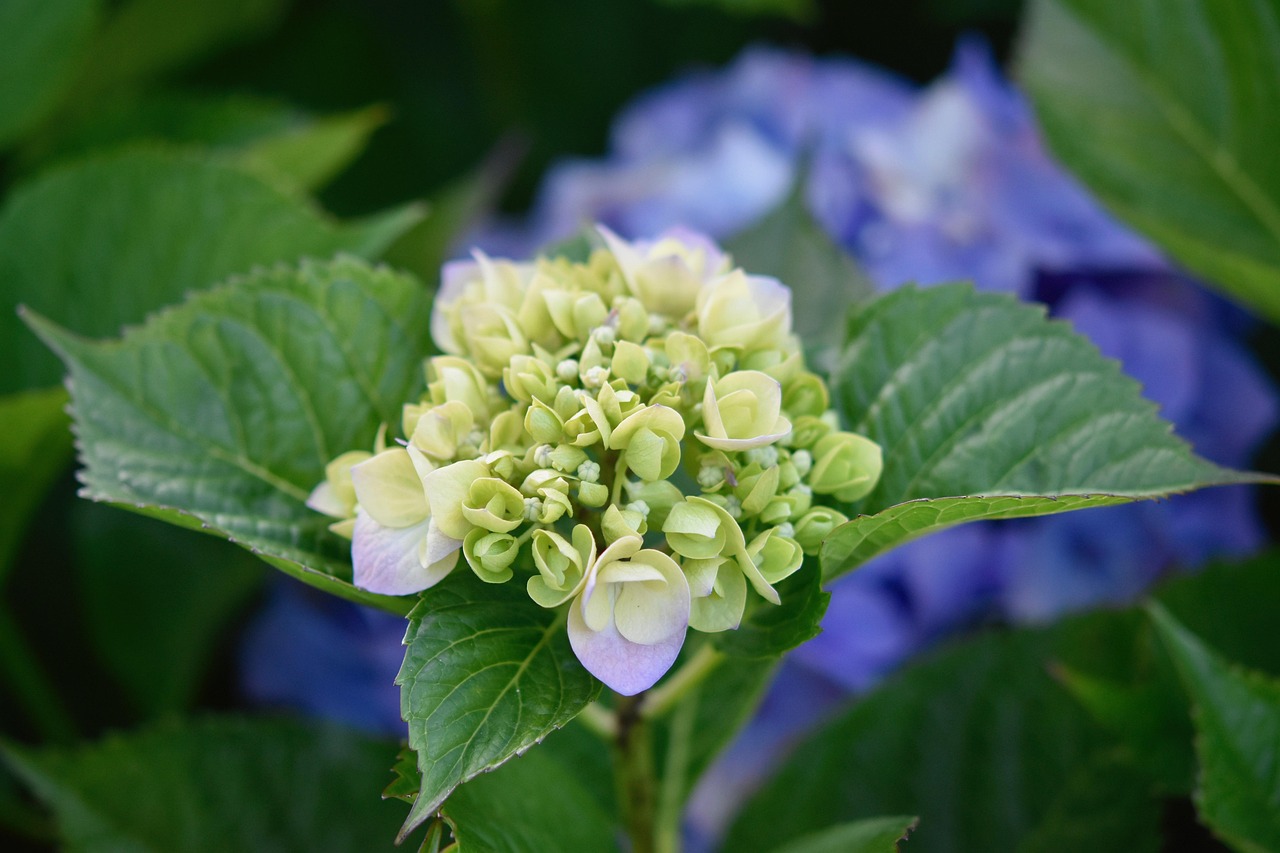 Ortensie potate in modo errato, senza fiori visibili, in un giardino.