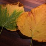 Foglie gialle su piante: segni di stress o malattie, guida per interventi correttivi.