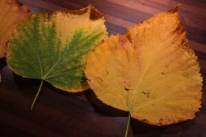 Foglie gialle su piante: segni di stress o malattie, guida per interventi correttivi.