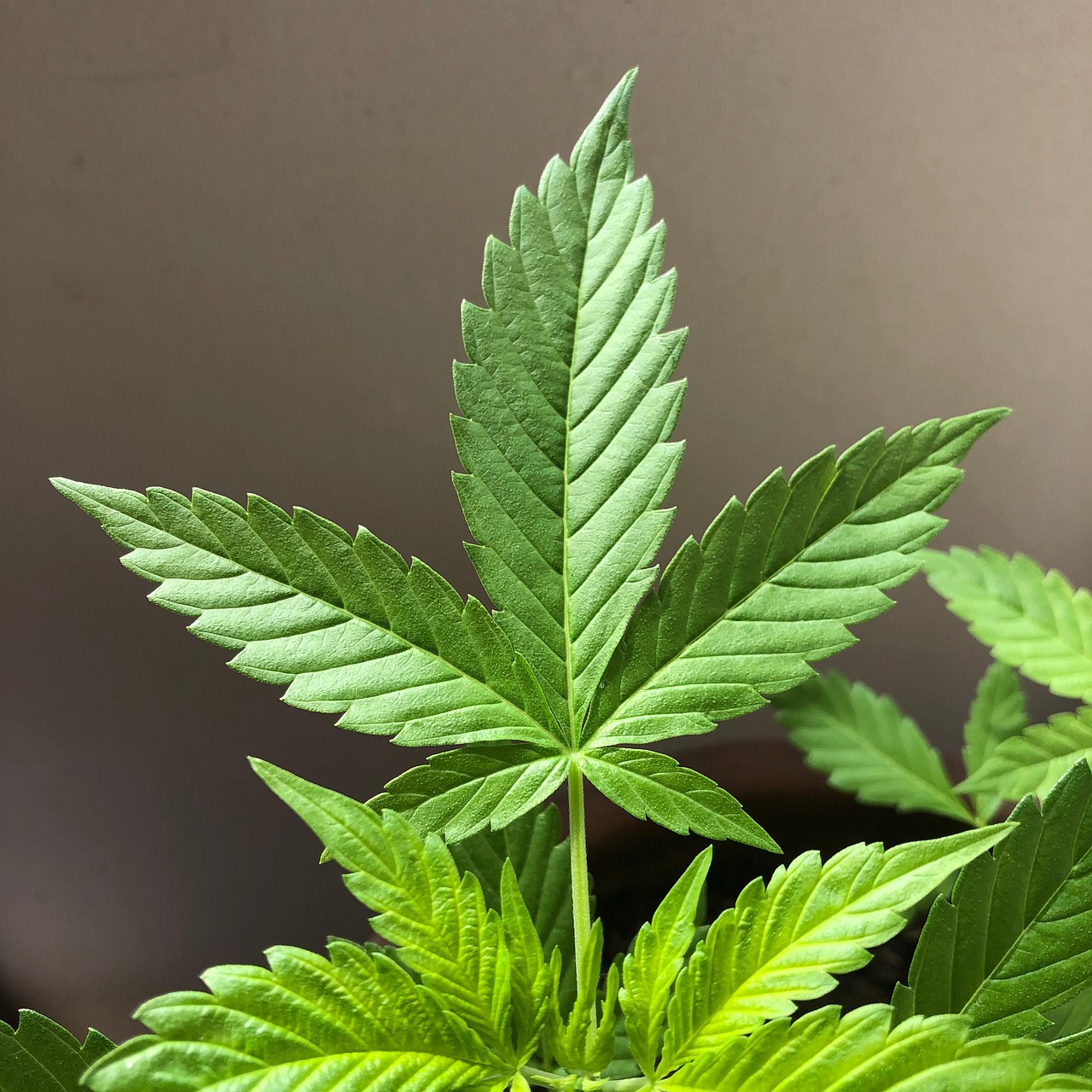 Foglie secche alle punte di una pianta, segno di stress o mancanza di nutrienti.