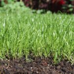 Prato verde appena seminato con segni di crescita sotto il sole primaverile.