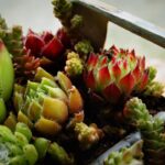 Piante grasse in decomposizione con foglie appassite e terreno umido.