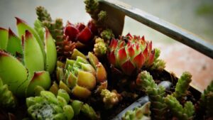 Piante grasse in decomposizione con foglie appassite e terreno umido.