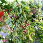 Foglie con muffa bianca, evidenziando il problema e suggerendo soluzioni per eliminarla.