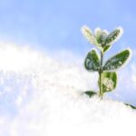 Piante coperte da teli protettivi in un giardino innevato durante l'inverno.