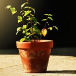 Piante cresciute storte in un vaso, evidenziando la necessità di interventi correttivi.