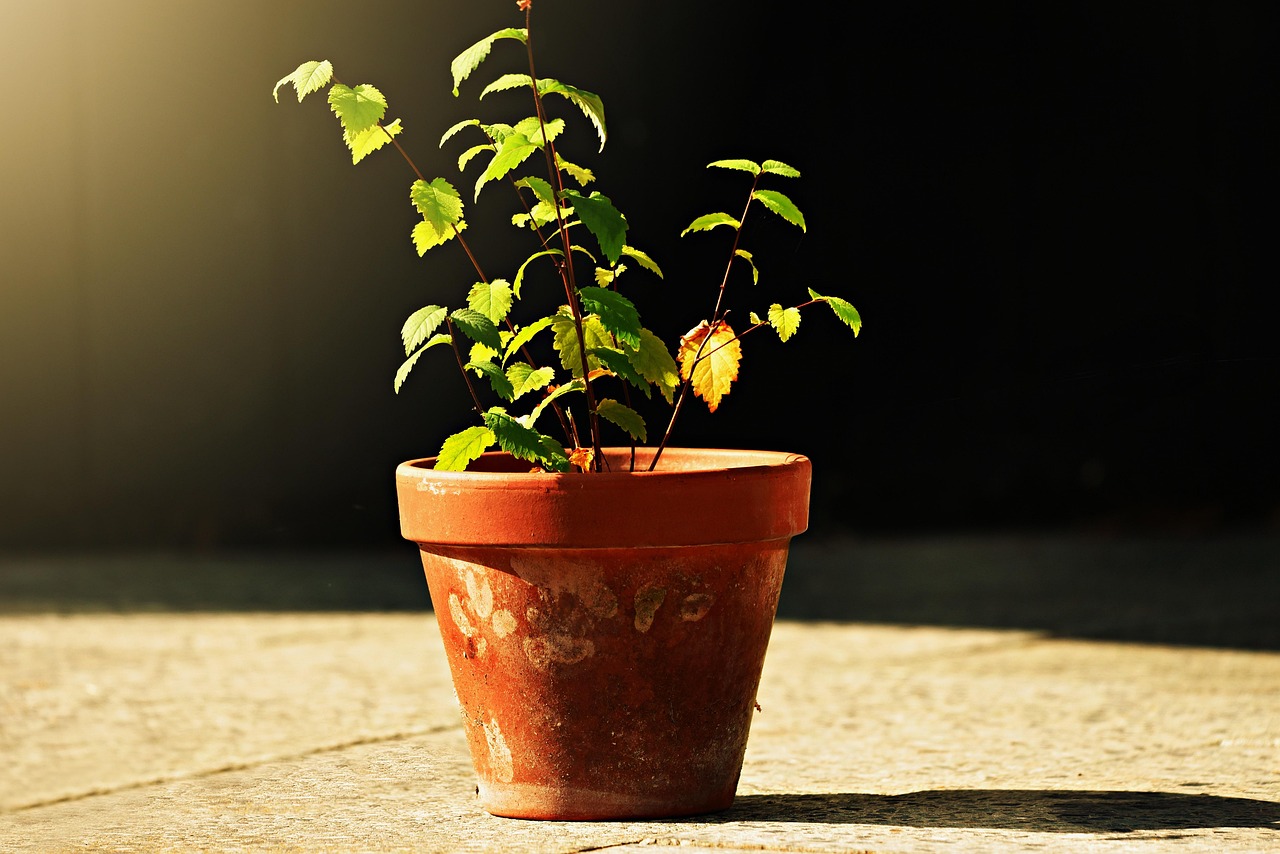 Piante cresciute storte in un vaso, evidenziando la necessità di interventi correttivi.