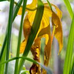 Piante appassite nonostante l'irrigazione, evidenziando problemi di salute vegetale.